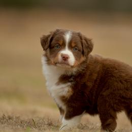Vexus - Red tri female Miniature Australian Shepherd puppy in Hartman, Arkansas from Southern Edition Aussies