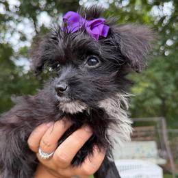 Gigi - Black female Yorkipoo puppy in Chattanooga, Tennessee from Joyfull Pals