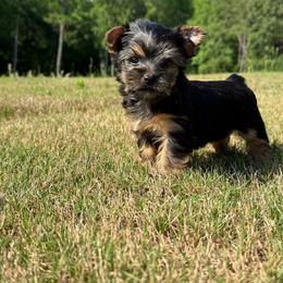 Boy 1 - Black and tan male Yorkshire Terrier puppy in Zebulon, North Carolina from Eastern Wake Yorkies