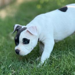 Winx - Blue tri-color female American Bully puppy in Princeton, Texas from District 12 Kennels