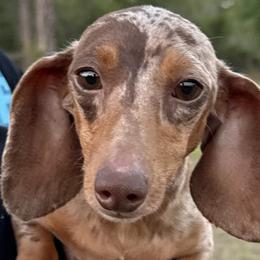 Kitty - Dachshund