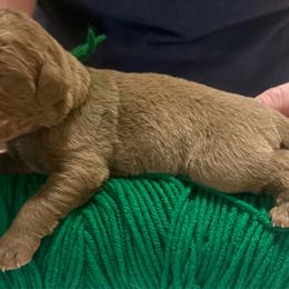 Dark Green Male - Brown male Chesapeake Bay Retriever puppy in Houston, Texas from Monarch Chesapeakes