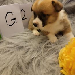 Girl 2 - Red female Pembroke Welsh Corgi puppy in Poplar, Wisconsin from Tshandra Corgis