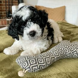 Cavapoos from Hess Cavapoos