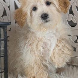 Kane (Male) - Apricot male Havapoo puppy in Burlington, Iowa from River View Puppies
