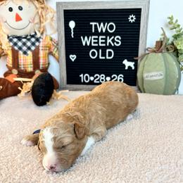 Earl - Red male Bernedoodle puppy in Sparrows Point, Maryland from Rosie’s Puppies