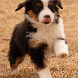 Miniature American Shepherd and Miniature Australian Shepherd Puppies from Bellewynd Acres