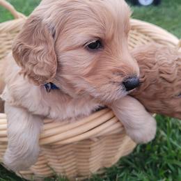 Goldendoodle Puppies from 3 Willows Goldendoodles