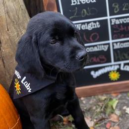 Labrador Retrievers from SommerLabs