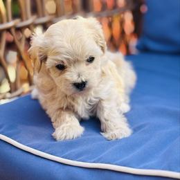 Buzz - Champagne male Maltipoo puppy in Jackson, California from Disney Doodles
