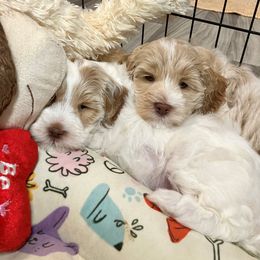 Australian Labradoodle Puppies from Charlotte Labradoodles