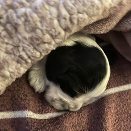 Cocker Spaniel Puppies from Lady K Cocker Spaniels
