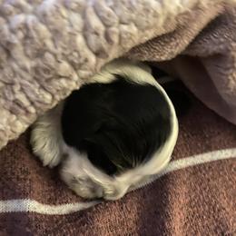 Cocker Spaniel Puppies from Lady K Cocker Spaniels