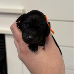 Nova - Black female Cavapoo puppy in Grand Blanc, Michigan from Halsey Poodles and Doodles