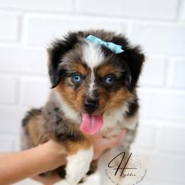 Denim - Miniature American Shepherd