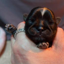 Waffles - Black and tan male Shih Tzu puppy in Nekoosa, Wisconsin from Brox Acres House of Fur LLC