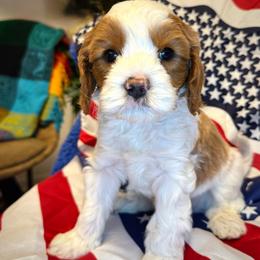 Boy 5 Orion - Blenheim male Cavapoo puppy in Bountiful, Utah from PJs Puppy Love