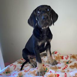 Kevin - Black male Great Dane puppy in Spartanburg, South Carolina from Pawlmetto Danes