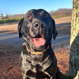 Labrador Retrievers from River Valley Retrievers