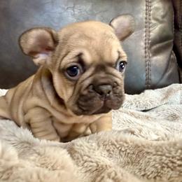 Gus - Fawn male French Bulldog puppy in Billings, Montana from Yellowstone Frenchies