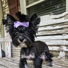 Pebbles - Yorkshire Terrier