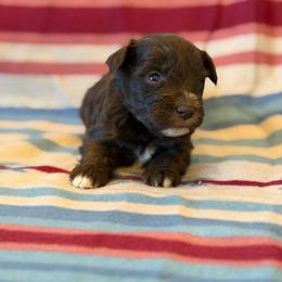 Boy 2 - Liver male Miniature Schnauzer puppy in Sterling, Idaho from Sterling Schnauzer's