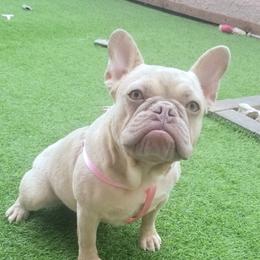 Izzy - French Bulldog