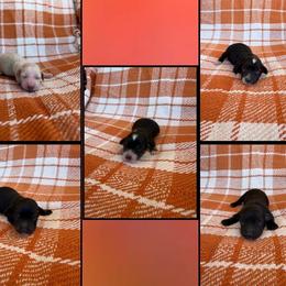 Dachshund puppies from Triple T Dachshunds