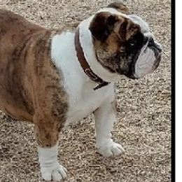 Susie - Bulldog