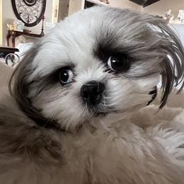 Maya - Shih Tzu