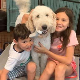 Lovey - Goldendoodle