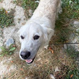 Golden Retriever puppies from Bradley Farms
