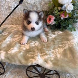 Huang He - Black and white male Pomsky puppy in Bucyrus, Missouri from Hill Top Pomskies