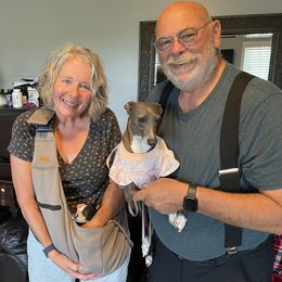 Italian Greyhound Puppies from WAHLTOWAHLIGGYS