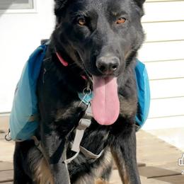 Azra - Bi-color female German Shepherd puppy in Jennings, Kansas from Lost Creek German Shepherds LLC