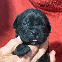 Red Collar R - Black male Cane Corso puppy in Paris, Texas from Knucklehead Cane Corso
