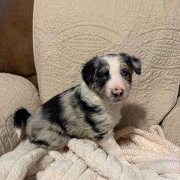 Maverick - Blue merle male Border Collie puppy in Fairview, Tennessee from Hoffman Forest Acres LLC