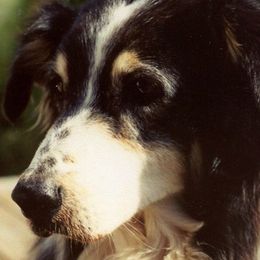 Australian Shepherd All Grown Up from Windmill Australian Shepherds
