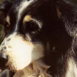 Australian Shepherd All Grown Up from Windmill Australian Shepherds