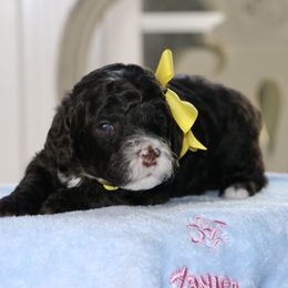 Yellow - Chocolate female Australian Labradoodle puppy in Milton, North Carolina from Good Day Doodles