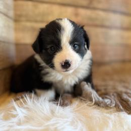 Phoebe - Black tri female Miniature American Shepherd puppy in Ash Grove, Missouri from 3 Barrels Farms, LLC