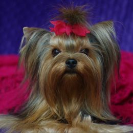 Maltese, Morkies, and Yorkshire Terriers from Little Luv's Yorkies and Maltese
