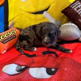 Venice - Red merle female Bordoodle puppy in Republic, Missouri from Holland Hilltop Farm