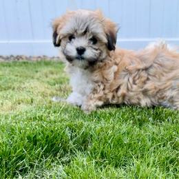 Sugar Muffin - Gold female Havanese puppy in San Diego, California from Ameral Havanese