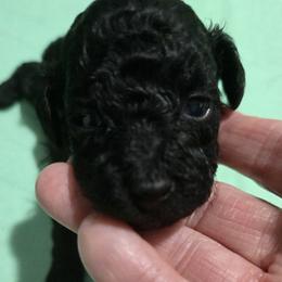 Kip - Black male Poodle puppy in Lucedale, Mississippi from Simply Poodle
