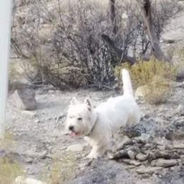 Buddy - West Highland White Terrier