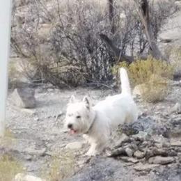 Buddy - West Highland White Terrier
