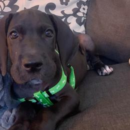 Great Danes from Wilder Mountain Danes