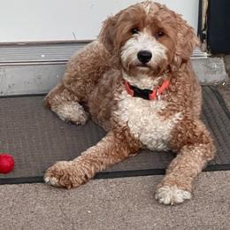 Addy - Goldendoodle
