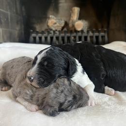 "Don’t know what we are doing but let’s cuddle 🫶🏼" Aussiedoodle Puppies from Native Elegant Doodles